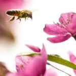 Amenaza a las abejas: la disminución de la diversidad floral