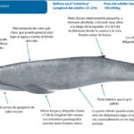 Comportamientos migratorios de las ballenas azules