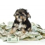 Consejos para ahorrar dinero en cuidado de mascotas