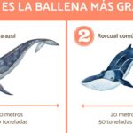 Descubre el tamaño de las ballenas azules: ¡Impresionante!