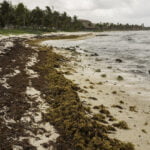 La Importancia de las Algas Marinas en los Ecosistemas Costeros