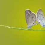 La Importancia de las Mariposas en la Biodiversidad