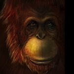 Orangutanes: Los primates más grandes del planeta