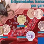 Protege a tus mascotas de enfermedades transmitidas por garrapatas